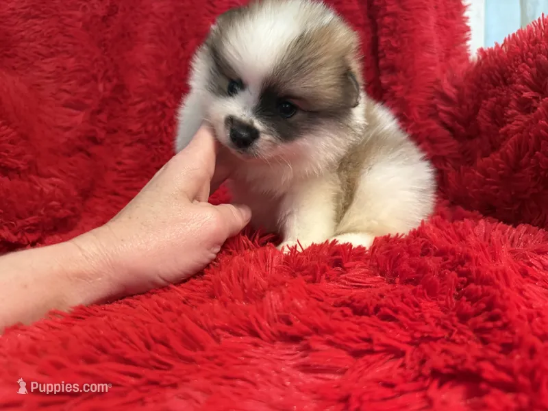 Bear – Pomeranian puppy for sale in La Habra, CA