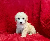 Zoe, a female Poodle - Toy  for sale in La Habra, CA – Photo 2 of 2