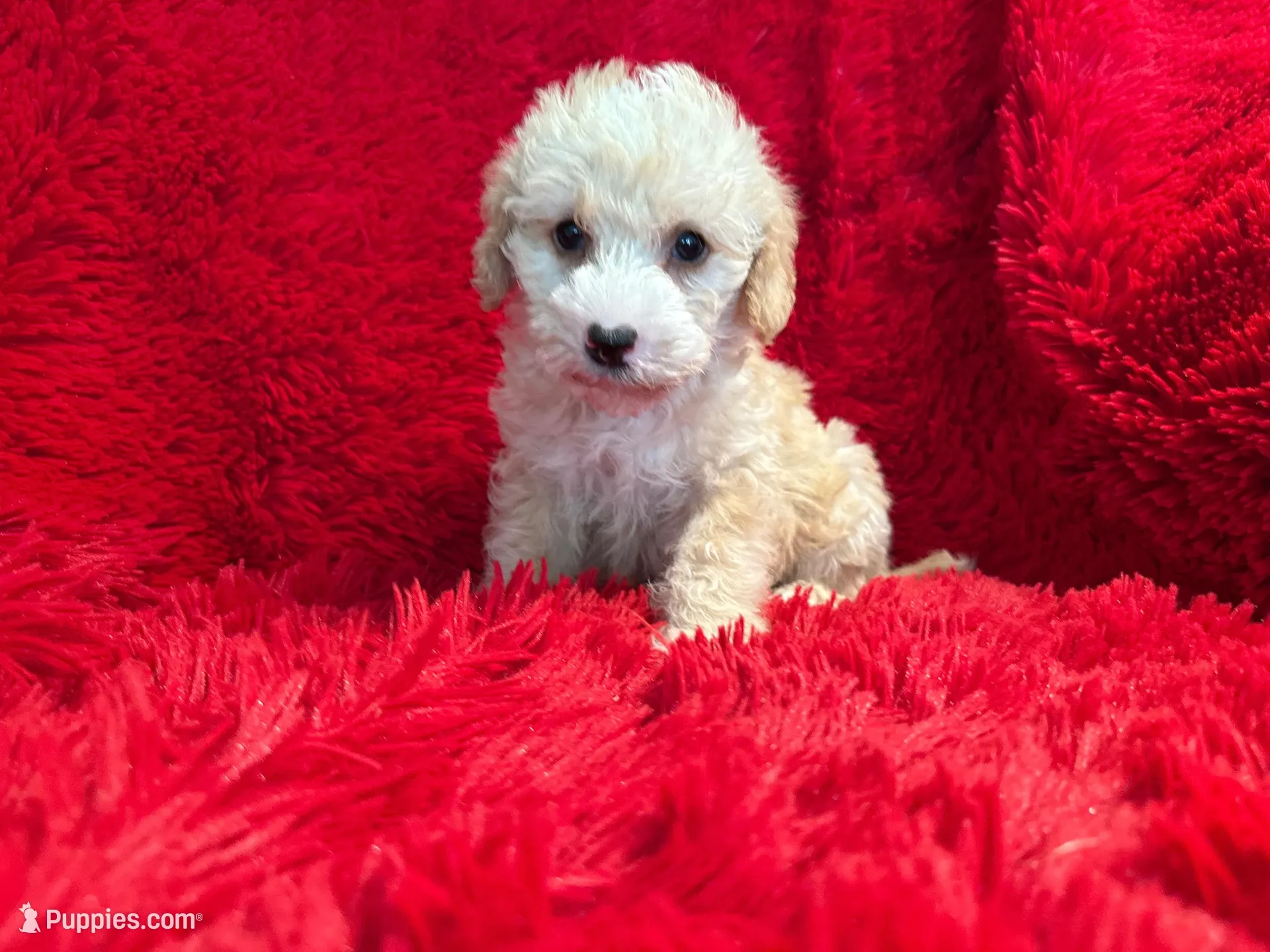 Zoe – Poodle - Toy  puppy for sale in La Habra, CA