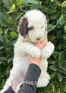 Bentley – Poodle - Standard  puppy for sale in Bakersfield, CA