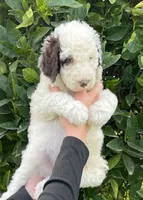 Bentley, a male Poodle - Standard  for sale in Bakersfield, CA – 1 of 2