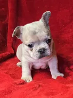 processed/83a1ed75-e46a-4ba1-8f35-f362521dbbee/listing/2ac7624c-585f-464a-bdb2-05cda92d2c4e/3c6d4dff-1eaa-4692-930f-15d847f35e6c