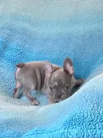 Jimmy, a male French Bulldog for sale in Springfield, MO – Photo 3 of 3