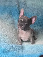 Jimmy, a male French Bulldog for sale in Springfield, MO – Photo 1 of 3