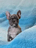 Jimmy, a male French Bulldog for sale in Springfield, MO – Photo 2 of 3