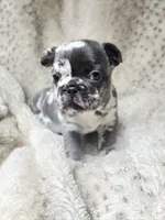 Tango, a male French Bulldog for sale in Springfield, MO – Photo 2 of 2