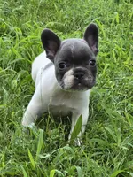 Brody, a male French Bulldog for sale in Springfield, MO – Photo 2 of 4
