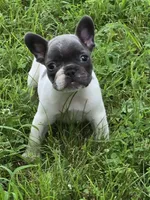 Brody, a male French Bulldog for sale in Springfield, MO – Photo 1 of 4