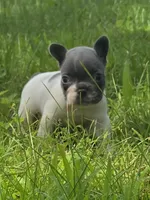 Brody, a male French Bulldog for sale in Springfield, MO – Photo 3 of 4