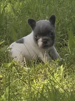 Brody, a male French Bulldog for sale in Springfield, MO – Photo 4 of 4