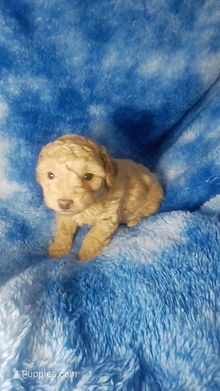 Woody – Poodle - Toy  puppy for sale in Southgate, MI