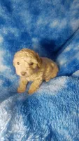 Woody, a male Poodle - Toy  for sale in Southgate, MI – 1 of 7