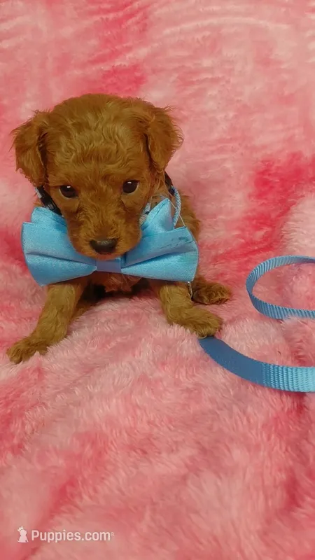 Inky – Poodle - Toy  puppy for sale in Southgate, MI
