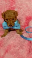 Inky, a male Poodle - Toy  for sale in Southgate, MI – 1 of 8