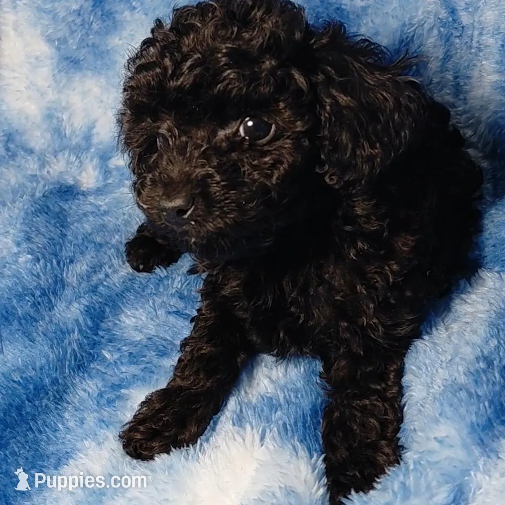 Stu Who EST. 5lb – Poodle - Toy  puppy for sale in Southgate, MI