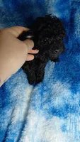 Stu Who EST. 5lb, a male Poodle - Toy  for sale in Southgate, MI – Photo 6 of 7