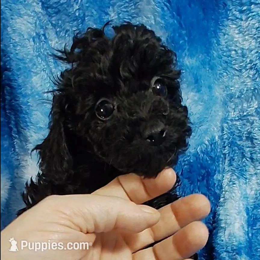 Stu Who EST. 5lb – Poodle - Toy  puppy for sale in Southgate, MI