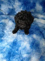 Stu Who EST. 5lb, a male Poodle - Toy  for sale in Southgate, MI – Photo 2 of 7