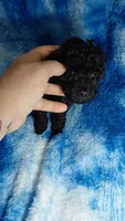 Stu Who EST. 5lb, a male Poodle - Toy  for sale in Southgate, MI – Photo 7 of 7