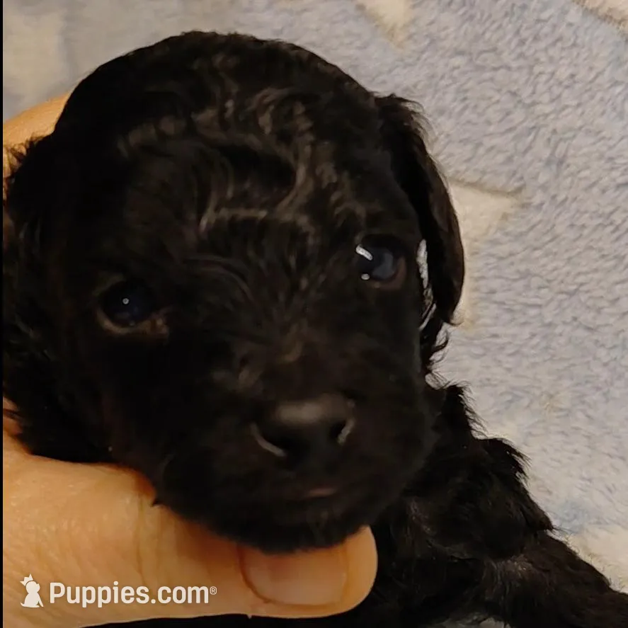 Stu Who, a male Poodle - Toy  for sale in Southgate, MI – Photo 2 of 2