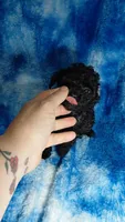 Stu Who EST. 5lb, a male Poodle - Toy  for sale in Southgate, MI – Photo 5 of 7