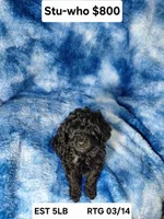 Stu Who EST. 5lb, a male Poodle - Toy  for sale in Southgate, MI – Photo 3 of 7