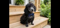 Blue/gray Wesley toy poodle, a male Poodle - Toy  for sale in Southgate, MI – 9 of 9