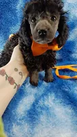 Wesley-- lightens to Gray, a male Poodle - Toy  for sale in Southgate, MI – 8 of 10
