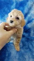 Dott, a female Poodle - Toy  for sale in Southgate, MI – 5 of 10