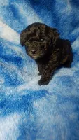 Wesley, a male Poodle - Toy  for sale in Southgate, MI – 2 of 7