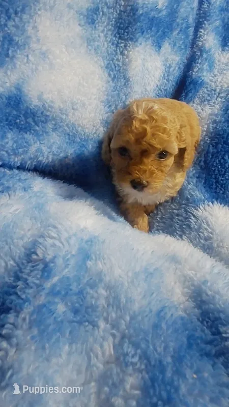 Wacko – Poodle - Toy  puppy for sale in Southgate, MI