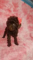 Prue 6 lbs Estimate see Video, a female Poodle - Toy  for sale in Southgate, MI – 4 of 6