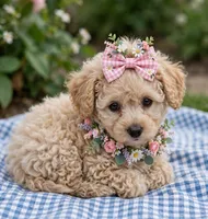 Vivian toy poodle, a female Poodle - Toy  for sale in Southgate, MI – 2 of 10