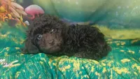 Mocha 6lbs Estimate. Ready2go, a female Poodle - Toy  for sale in Southgate, MI – 6 of 9