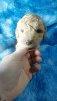 Woody, a male Poodle - Toy  for sale in Southgate, MI – 6 of 7