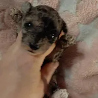 Pearl est. 6-6.5lbs, a female Poodle - Toy  for sale in Southgate, MI – Photo 4 of 5