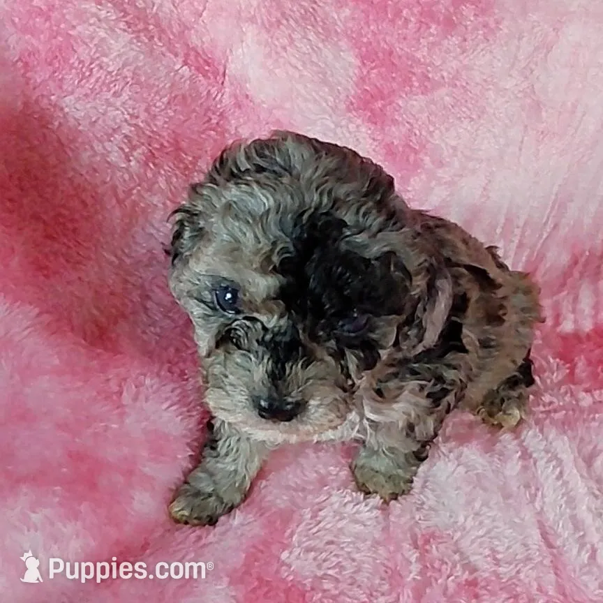 Pearl est. 6-6.5lbs – Poodle - Toy  puppy for sale in Southgate, MI