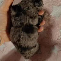 Pearl est. 6-6.5lbs, a female Poodle - Toy  for sale in Southgate, MI – Photo 5 of 5