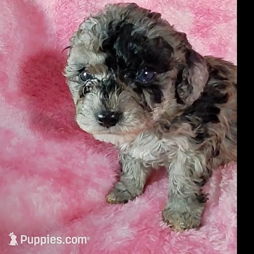 Pearl est. 6-6.5lbs, a female Poodle - Toy  for sale in Southgate, MI – Photo 2 of 5