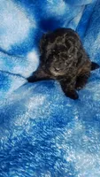 Wesley, a male Poodle - Toy  for sale in Southgate, MI – 3 of 7