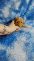 Wacko, a male Poodle - Toy  for sale in Southgate, MI – 6 of 6