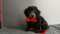 Wes Blue/gray toy poodle, a male Poodle - Toy  for sale in Southgate, MI – 2 of 9