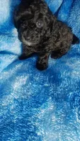 Wesley, a male Poodle - Toy  for sale in Southgate, MI – 4 of 7