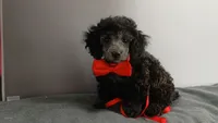 Wes Blue/gray toy poodle, a male Poodle - Toy  for sale in Southgate, MI – 6 of 9