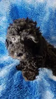 Gray toy poos start out black, a male Poodle - Toy  for sale in Southgate, MI – 4 of 10