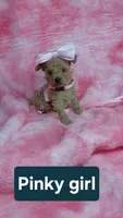 Pinky, a female Poodle - Toy  for sale in Southgate, MI – 10 of 10