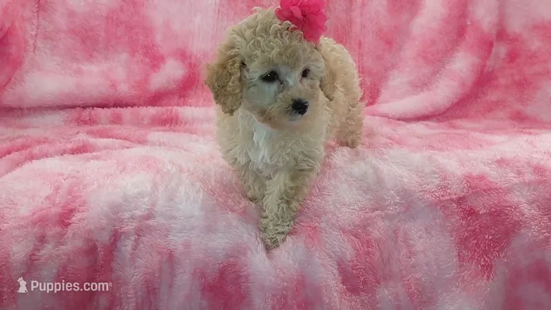 Dotty – Poodle - Toy  puppy for sale in Southgate, MI