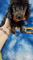 Wesley-- lightens to Gray, a male Poodle - Toy  for sale in Southgate, MI – 6 of 10