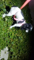 Moomoo Cow, a female Poodle - Miniature  for sale in Southgate, MI – 5 of 5