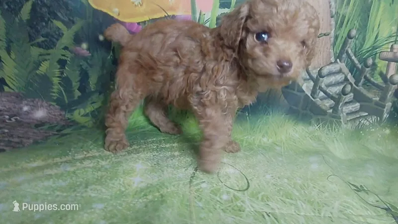 Paddington 4.5lbs estimate – Poodle - Toy  puppy for sale in Southgate, MI